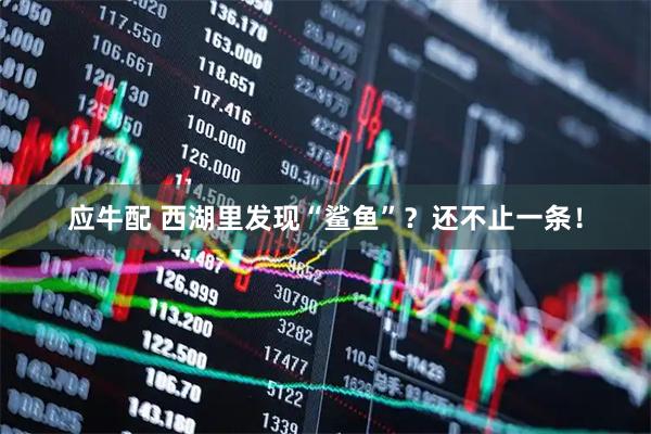 应牛配 西湖里发现“鲨鱼”？还不止一条！