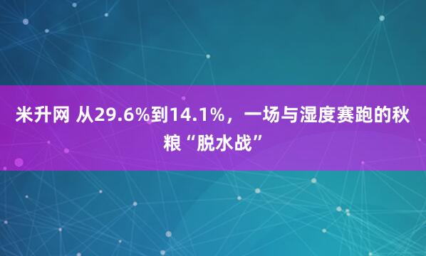 米升网 从29.6%到14.1%，一场与湿度赛跑的秋粮“脱水战”